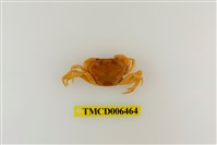 藏品(大里澤蟹)的圖片